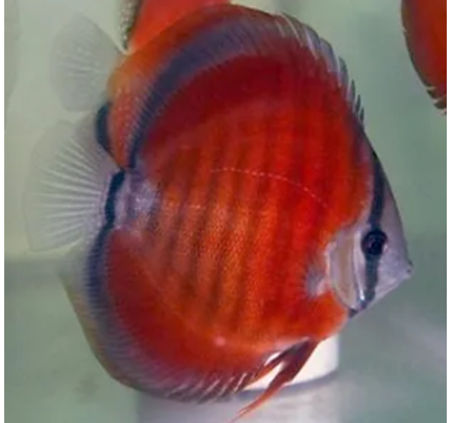 Red Rose Discus – Amazonia Aquatics